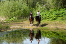 Fotoshoot Paarden